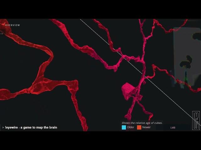 FlyWire Princeton - proofread and annotated the whole-brain connectome of an adult female fruit fly