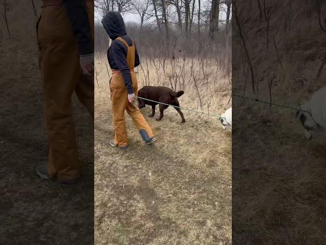 Hiking with the dogs in our beautiful Spring snow. #dogs #dogdaycare #snow #dogtraining