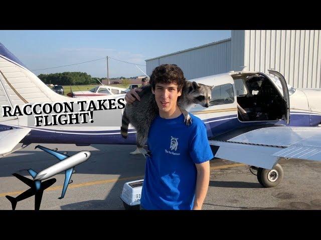 First Raccoon to Fly in an Airplane? (beach trip)