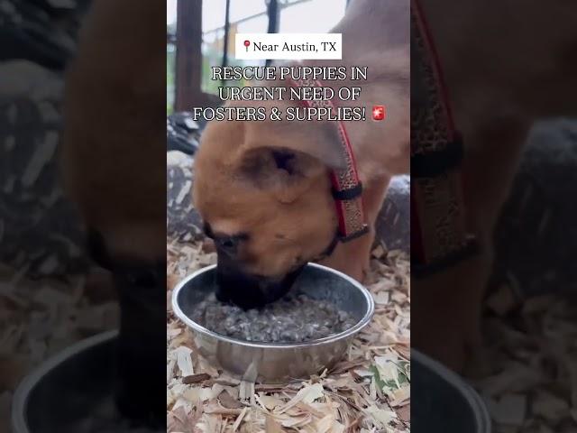 5 aussie mix puppies just saved from euthanasia #adoptus #rescuemission #puppies #aussieshepherd