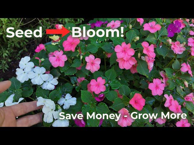 Big Blooms, Small Budget!
