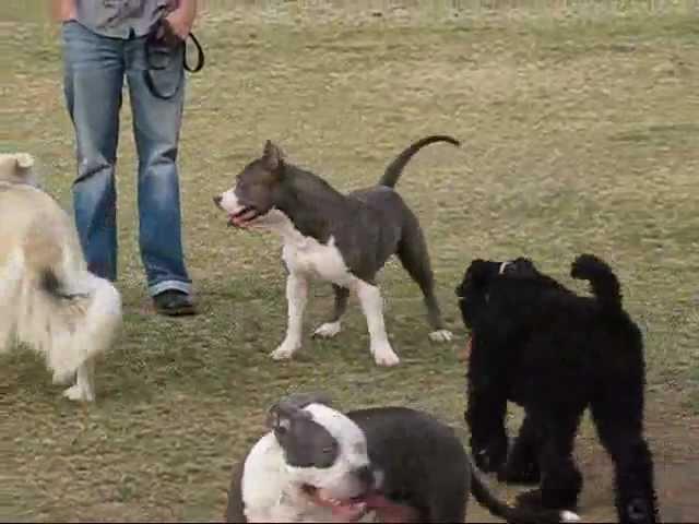 PRIMO GOTTI LINE KENNELS