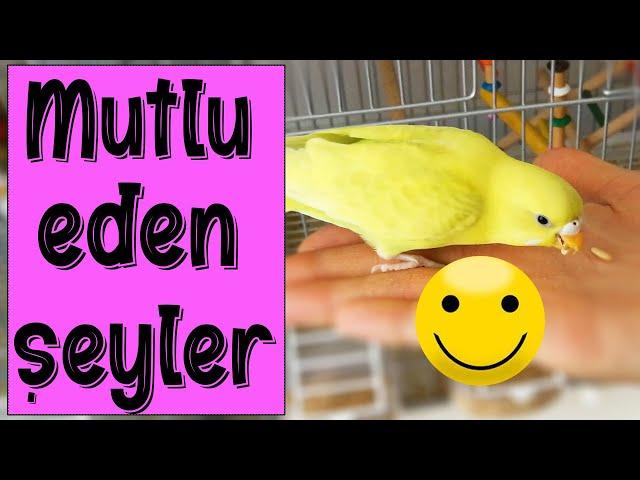 Things that make the budgie happy and unhappy, don't make the birds happy