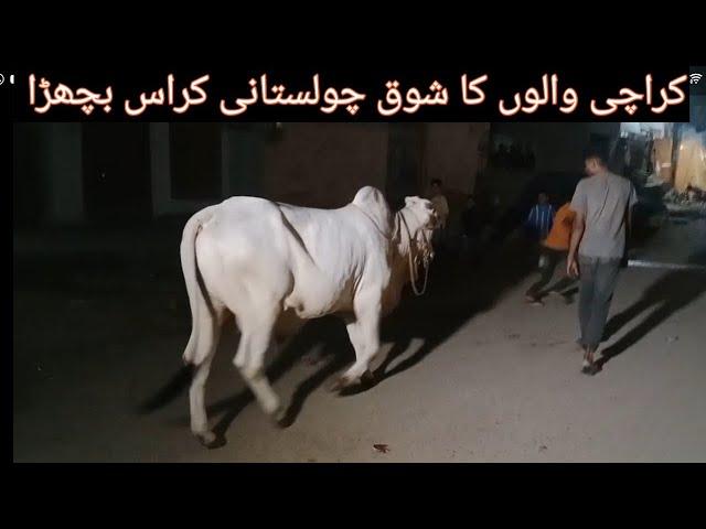 Bull Cholistani Cross at the Street Of Karachi Karachi Walon Ka Shoq Palnay wala Bachra