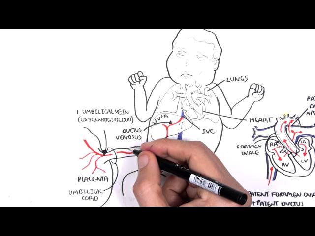 Foetal (Fetal) Circulation