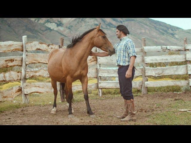 Wild Patagonian Horse Is Masterfully Tamed | Wild Patagonia | BBC Earth