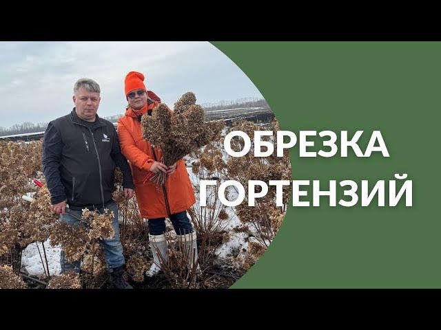 Обрезка гортензий весной!