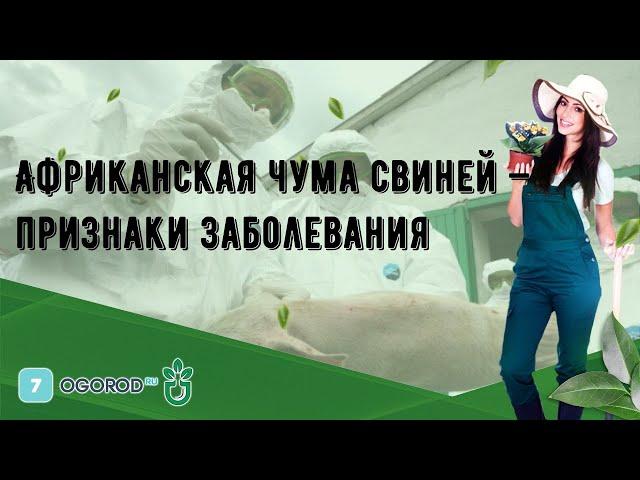 Африканская чума свиней — признаки заболевания