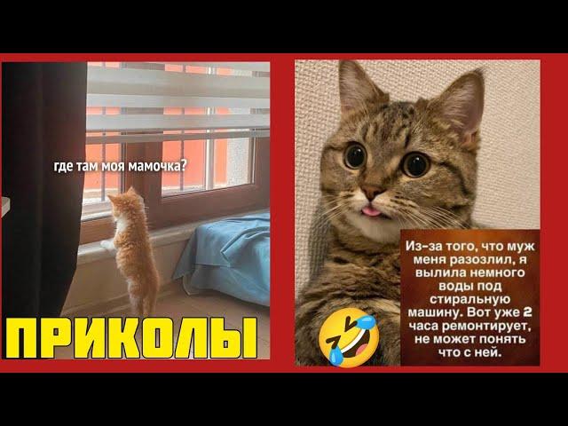 Красота то какая - лепота, смотри смешные картинки мемы котики приколы  