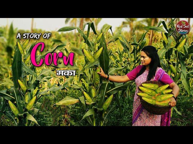 We had Corn for Breakfast, Lunch and Tea Time | Village Cooking | Village Life | Red Soil Stories