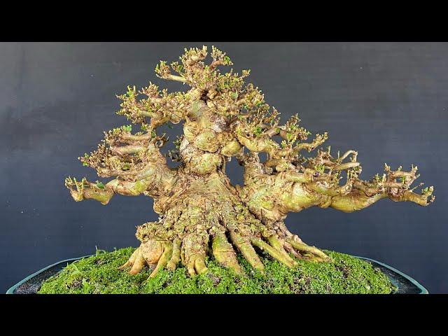 Mai chiếu thủy đủ loại hàng để bàn.tầm trung chất lượng cao tại vườn Bonsai Hoàng Tấn.#0975282803