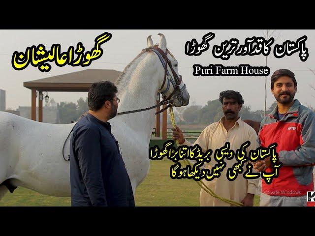 Highest Horse of Pakistan at Puri Stud Farms || گھوڑاعالیشان || پاکستان کاقدآورترین گھوڑا || Horses