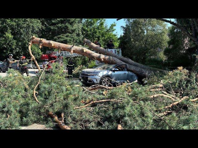 Enorme albero si abbatte su un'auto a Varese, ferito il guidatore