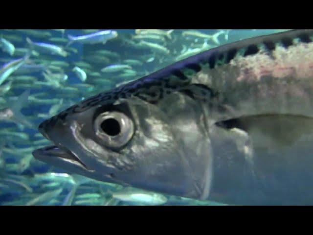 Facts: The Pacific Mackerel (Chub Mackerel)