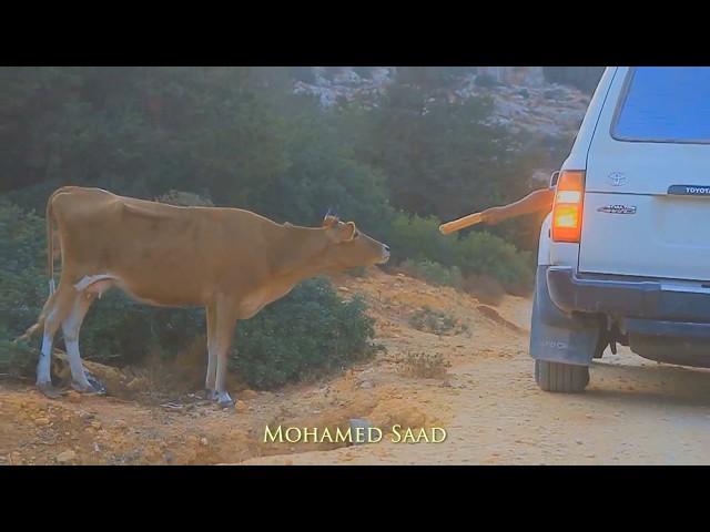 الجبل الأخضر ليبيا ..Jebel Akhdar, Libya