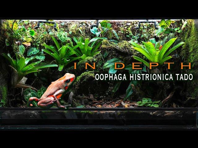 IN DEPTH Oophaga histrionica Tado