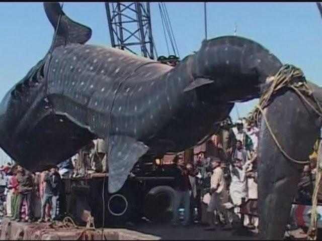 Amazing giant whale shark hauled from the sea