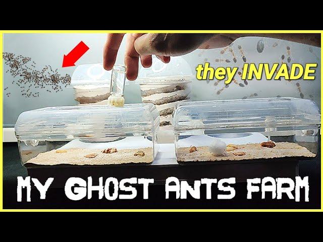 BATTLE for SURVIVAL against an INVADING WILD ANTS | D colony