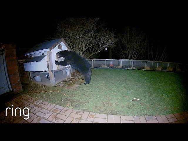 This Bear Messed with the Wrong Chicken Coop | RingTV