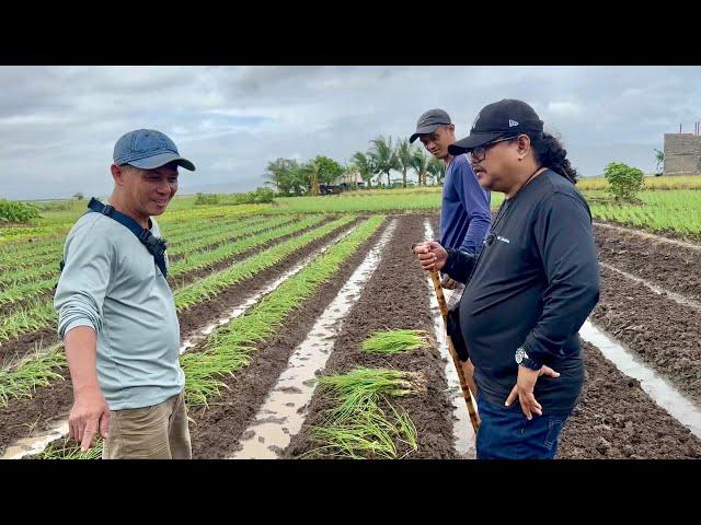 210,000 Kita sa 1,000 Sqm sa Spring Onion Farming, Daig pa daw ang Kita ng OFW Farmer sa Korea