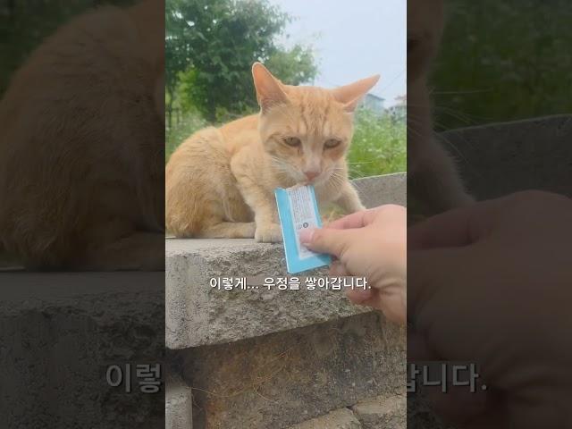 고양이 아저씨 신발 수명이 2개월인 이유..