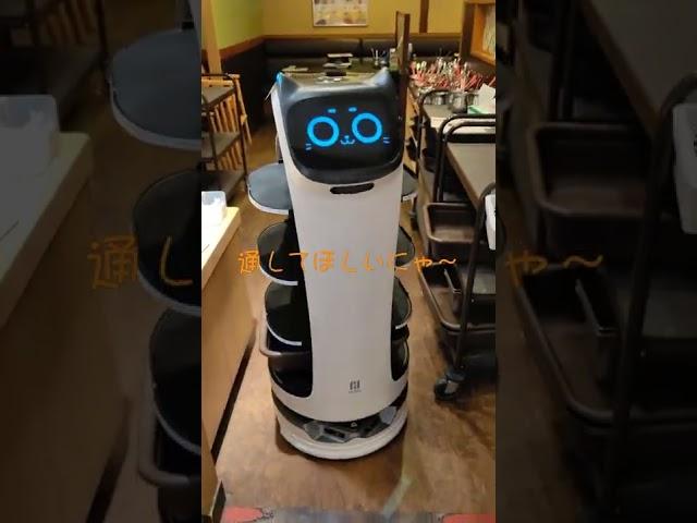 通してほしいにゃ～‼️ #しゃぶ葉 #しゃぶしゃぶ #ネコ型ロボット #ベラボット #配膳ロボット #すかいらーく #かわいい #ネコ