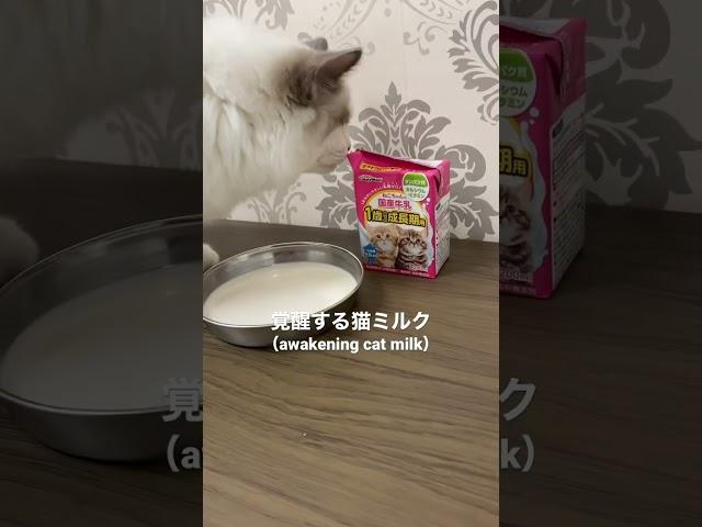 覚醒する猫ミルク Amazonで購入した(Awakening Cat Milk Purchased at Amazon) #猫 #子猫 #shorts