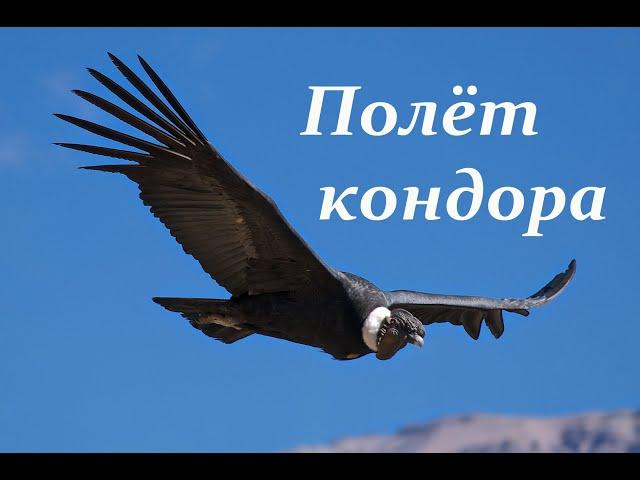 Полёт кондора. Condor fly. El condor pasa. Кондор летит.