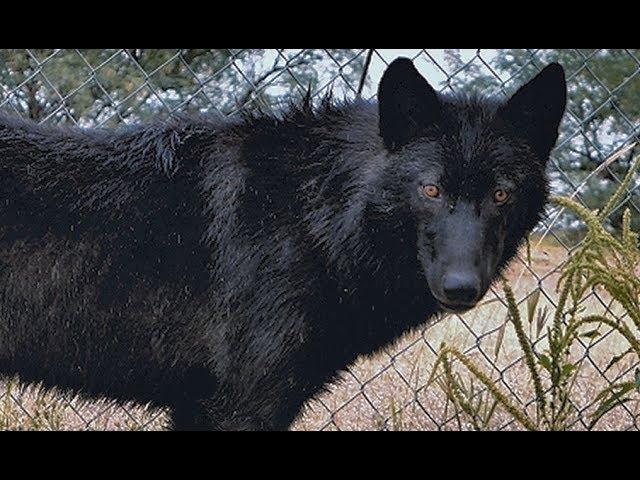 Girl Survives Wolf Attack - Could YOU remain this calm? (CAUGHT ON CAMERA)