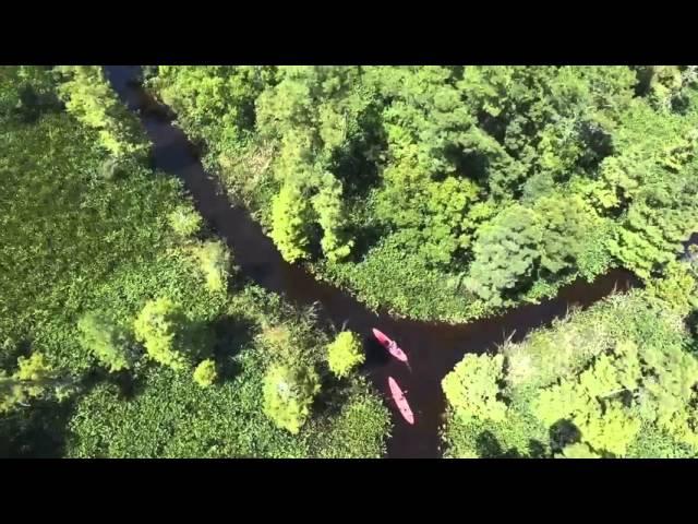 New Orleans Kayak Swamp Tours -Manchac Kayak Swamp Tour