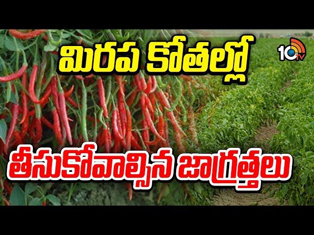 మిరప కోతల్లో తీసుకోవాల్సిన జాగ్రత్తలు | Chilli cultivation | mirapa sagu | Matti Manishi | 10TV