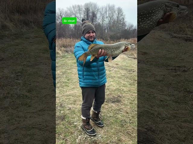 Трофейні щуки на Донці#shorts  #рибалкаукраїна #fishing #рыбалка