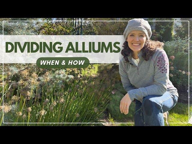 Dividing Allium Bulbs: An Easy How-To Guide