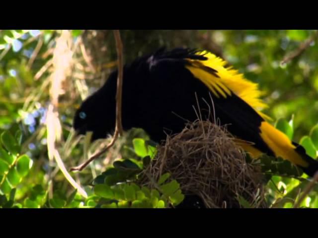 NAT GEO WILD HD (LIVING MUSIC ACTION) 2012