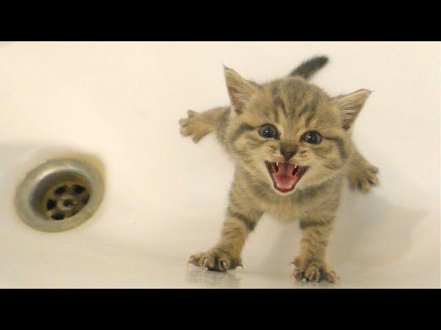 Kitten does not want to bath and meows loudly