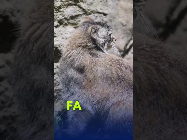 This Grumpy Cat Is Actually Wild!