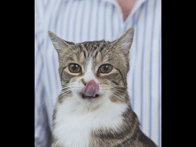 FASTEST Way to Give Your Cat a Pill Without Struggle