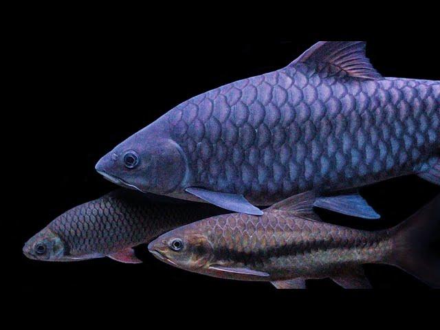 Tor Tambroides Kalimantan / Blue Mahseer Indonesia