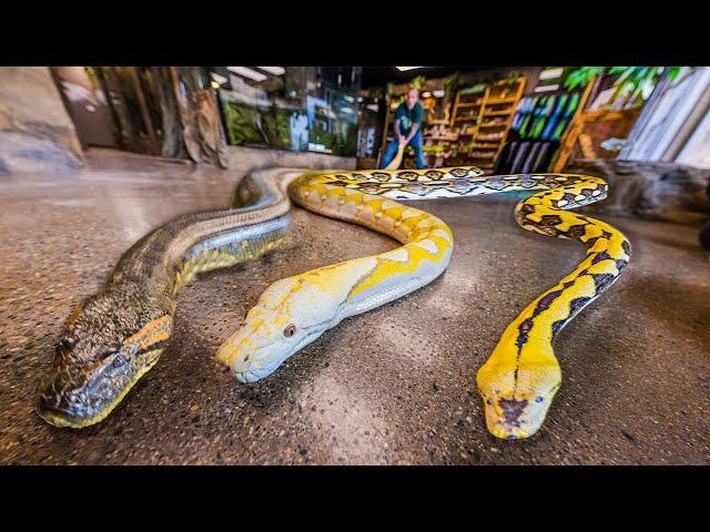 ALL MY GIANT SNAKES IN ONE VIDEO!! | BRIAN BARCZYK