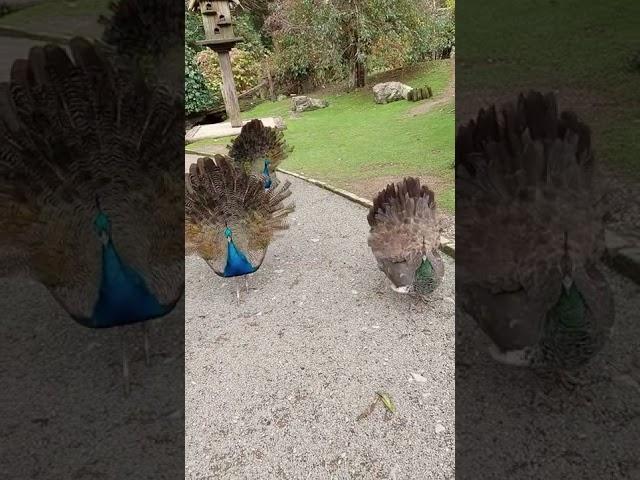 peacock mating dance i think