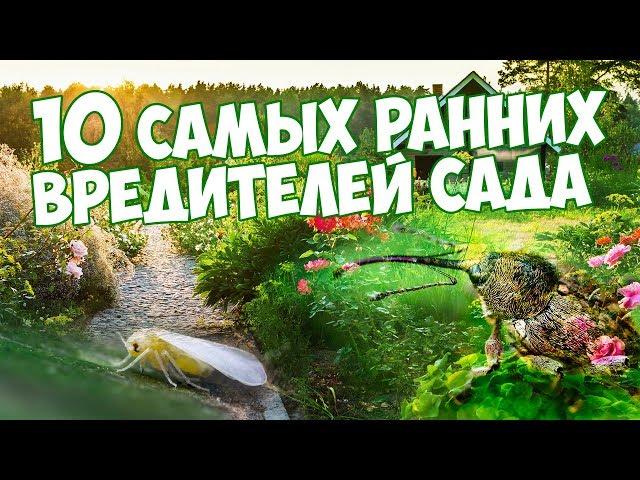 10 ОПАСНЫХ ВРЕДИТЕЛЕЙ САДА   Как избавиться   Мой сад