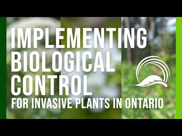 Implementing Biological Control for Invasive Plants in Ontario