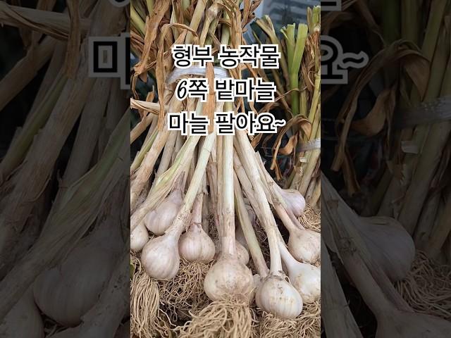 #밭마늘 6쪽 마늘 #형부 농작물 팔아요