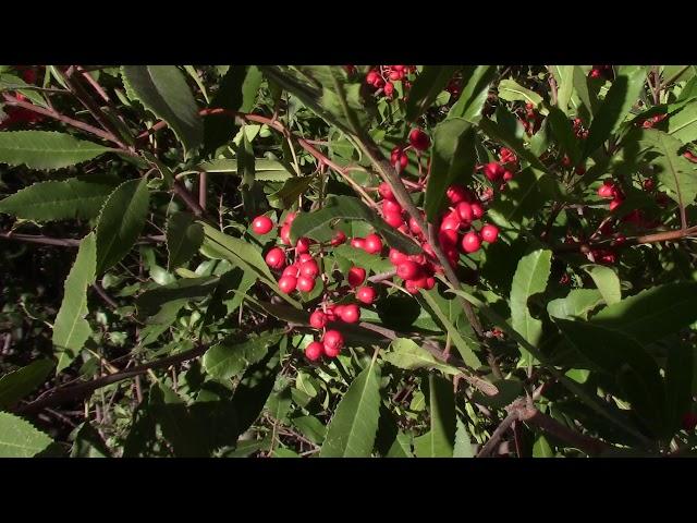 The toyon, or Christmas berry