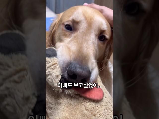 대화 하세요 마음은 전달된답니다 귀가 후 댕댕이와 이야기 나누는 집사 #골든리트리버 #반려견 #대형견 #댕댕이