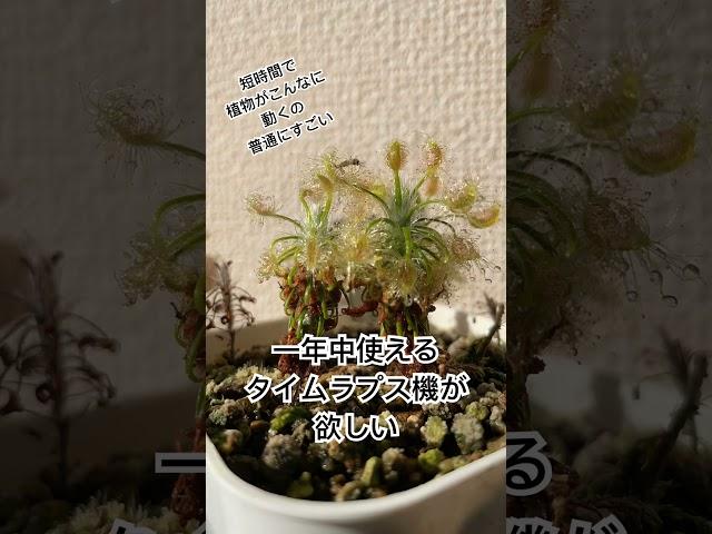 食虫植物　モウセンゴケ　スコルピオイデスの捕虫シーン ピグミードロセラ#carnivorousplant #食虫植物 #モウセンゴケ
