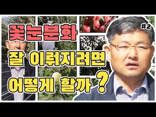 사과 여름전정 - 꽃눈분화