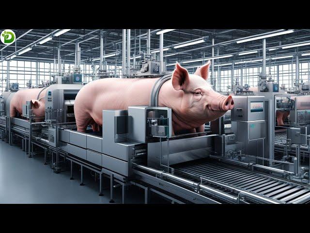 Pig Slaughterhouse - How Thousands Of Free Range Pigs Processed In Factory? | Farming Documentary