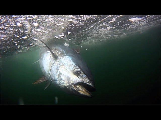 Harvesting a 400-Pound Bluefin Tuna at Prince Edward Island, Canada | S10 E10