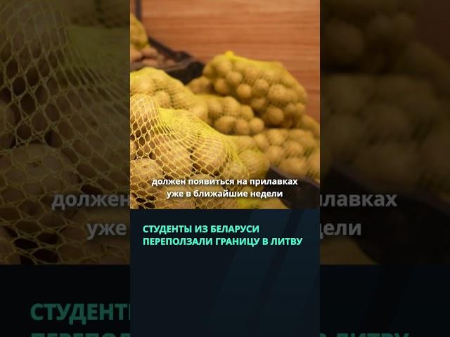 Минсельхозпрод обещает картошку нового урожая в ближайшие недели  #беларусь #новости #картошка